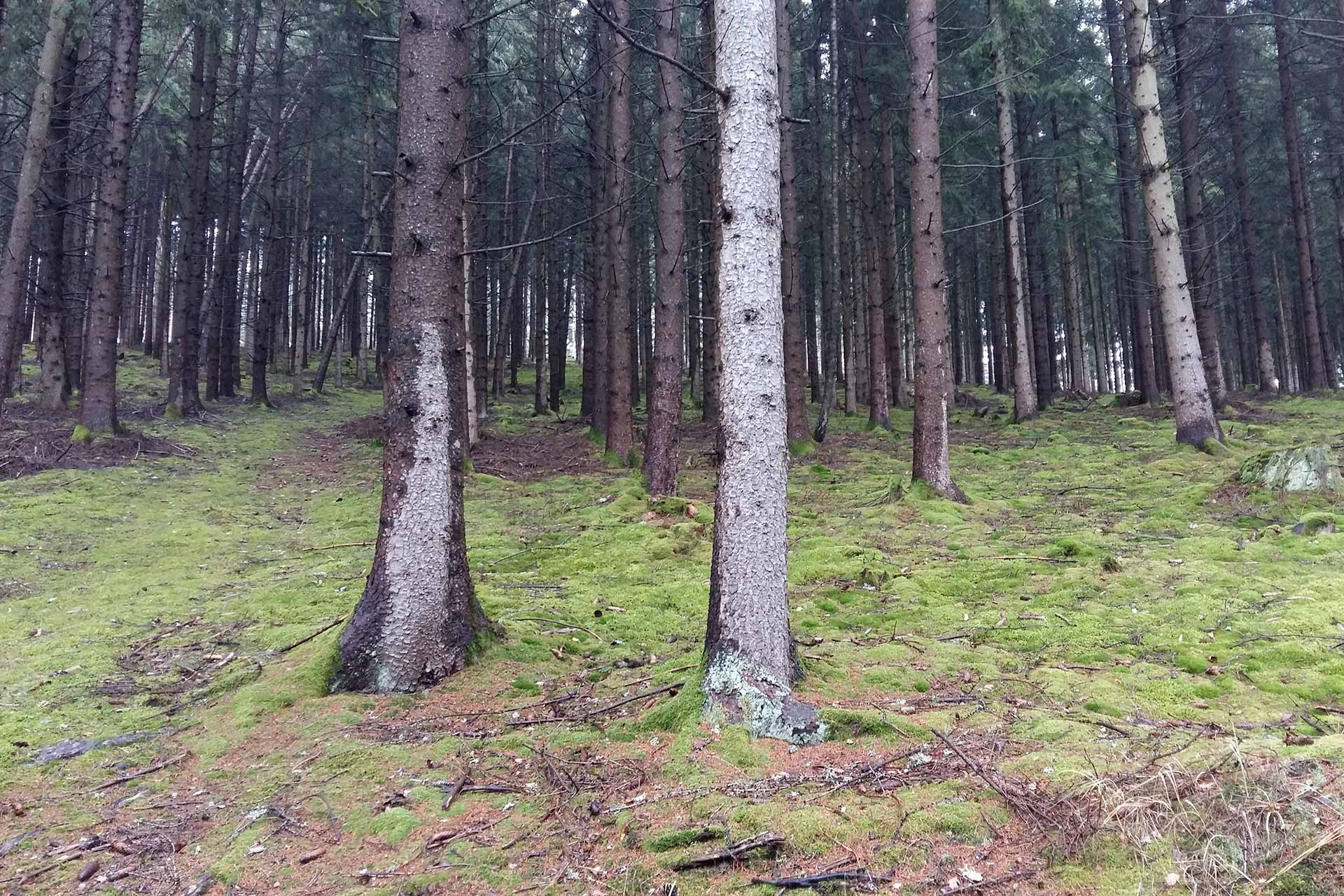 baum-aussuchen-baumstammtreppe